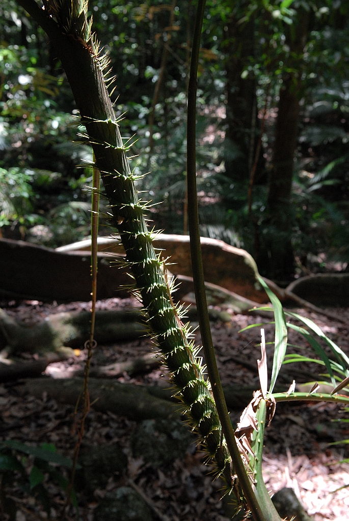 0983 Mossman Gorge.jpg